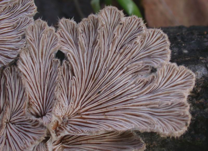 Escursione in cipresseta